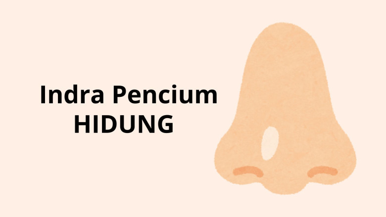 2. Indra Pencium (Hidung)