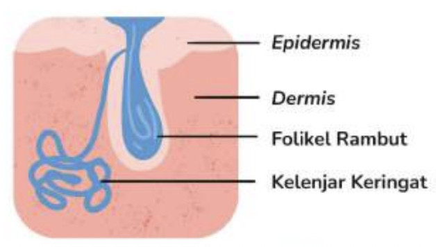 Gambar berikut ini merupakan…