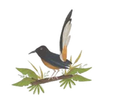 Burung di bawah ini disebut…