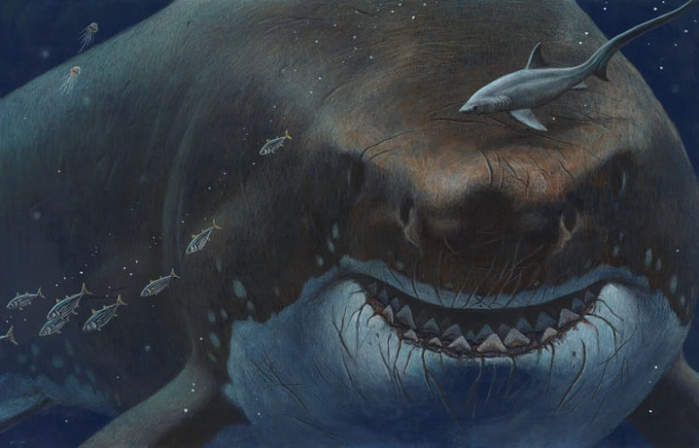 2. Megalodon