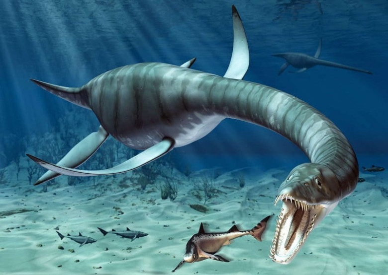 3. Plesiosaurus: Dinosaurus Laut Misterius yang Sulit Dipahami