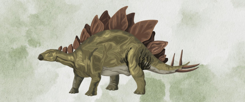 Stegosaurus