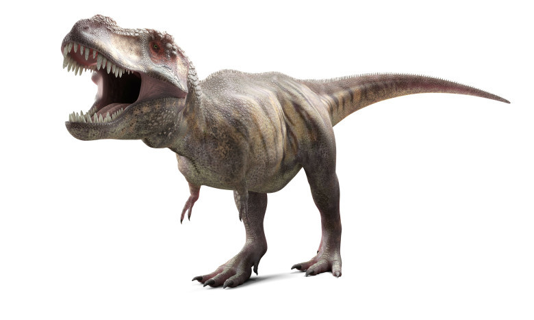 Tyrannosaurus rex