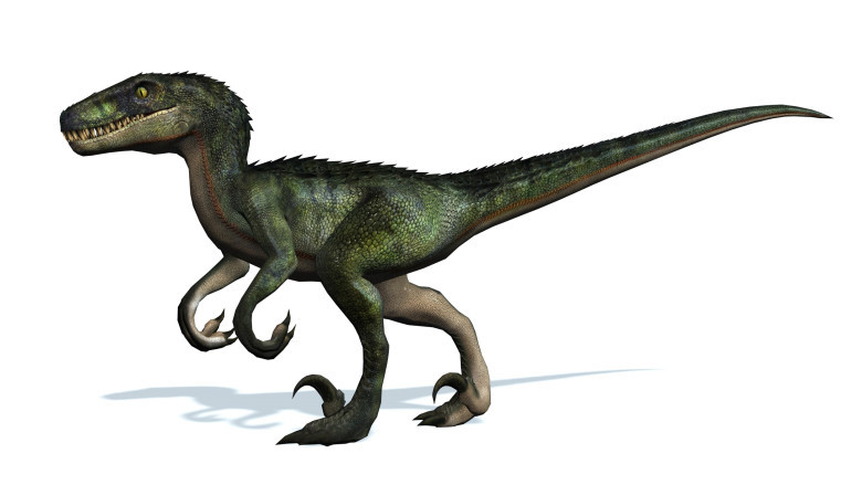 Velociraptor