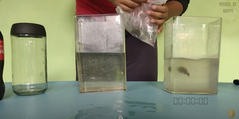 3.Masukan ikan air tawar kedalam wadah yang sudah berisi air gula, air garam, dan coca cola