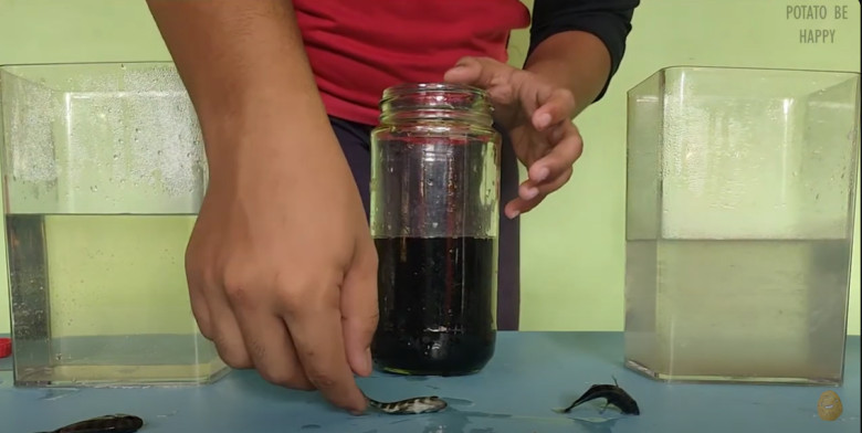 5.Ambil ikan dan amati tekstur tubuh ikan, ternyata ikan yang berada di air gula mati dan kondisi badannya kaku keras, ikan pada air garam licin dan lemas sedangkan ikan pada coca cola lemas sekali.