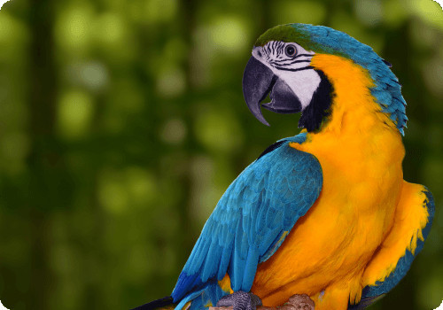 Lebih Dekat dengan Macaw