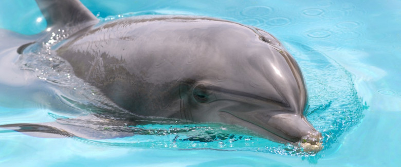 Tidur dengan satu mata tertutup