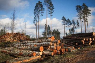 DEFORESTATION